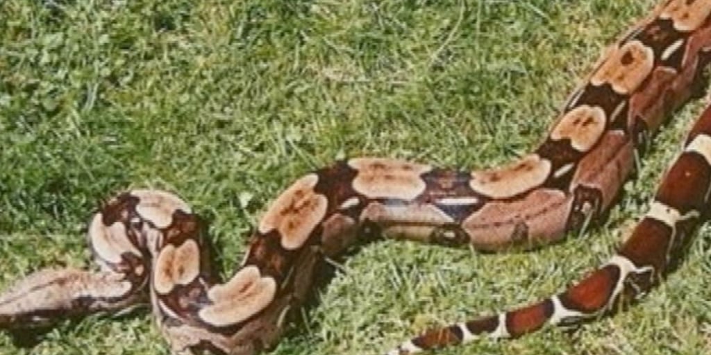 NC_escapedsnakes0814_test_mezz